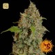 Chronic Thunder · Barney's Farm