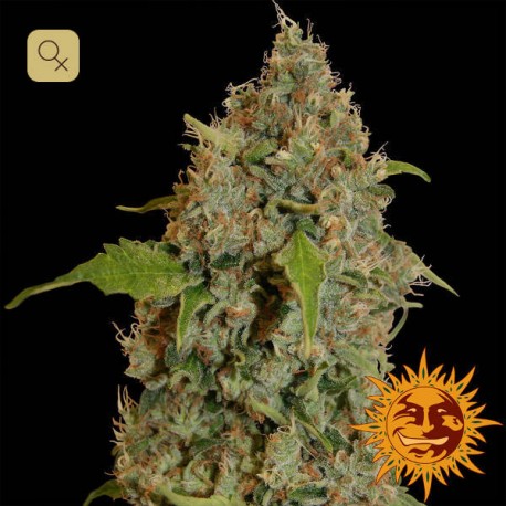 Chronic Thunder · Barney's Farm