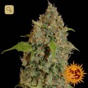 Chronic Thunder