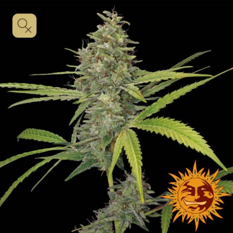 G13 Haze · Barney's Farm