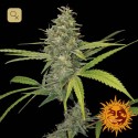 G13 Haze