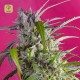 Crystal Candy Auto · Sweet Seeds