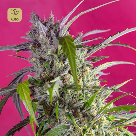 Crystal Candy Auto · Sweet Seeds