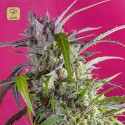 Crystal Candy Auto