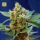 Cream Mandarine XL Auto · Sweet Seeds