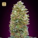 Auto Bubble Gum · 00 Seeds