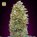 Auto Bubble Gum
