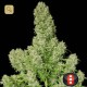 White Russian · Serious Seeds