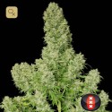 White Russian