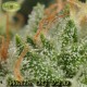 White OG Regular Zoom · Karma Genetics