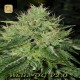 White OG Regular · Karma Genetics