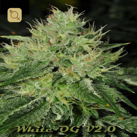 White OG Regular · Karma Genetics