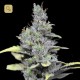 CBD Medi Haze · CBD Crew