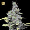 CBD Medi Haze