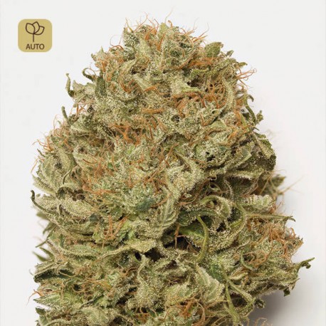 Blue Dream Auto · Humboldt