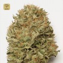 Blue Dream Auto