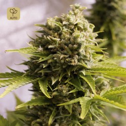 Bubba Cheese Auto (Humboldt)