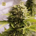 Bubba Cheese Auto
