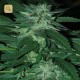 Bubba Delight · Cannabiogen