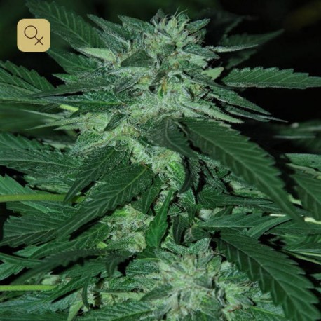 Bubba Delight · Cannabiogen