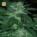 Bubba Delight