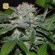 Hash Fruit · Cannabiogen