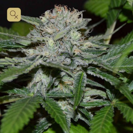 Hash Fruit · Cannabiogen