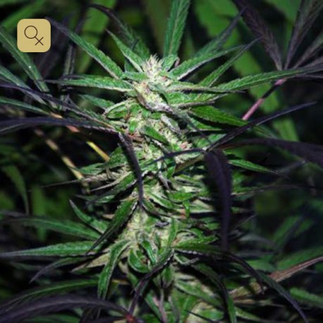 Mangobiche Kush · Cannabiogen