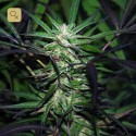 Mangobiche Kush