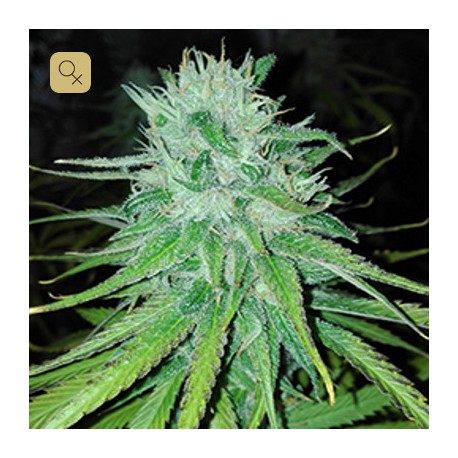 Michoacan Cream · Cannabiogen