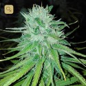 Michoacan Cream