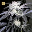 Peyote Purple