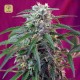 Green Poison Auto · Sweet Seeds