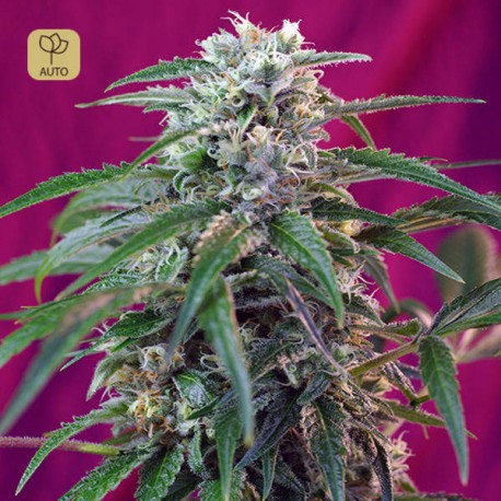 Green Poison Auto · Sweet Seeds