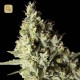 Narkosis · Blimburn Seeds