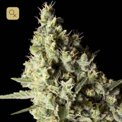 Narkosis · Blimburn Seeds