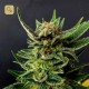 Gypsy Kush · Kannabia