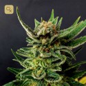 Gypsy Kush