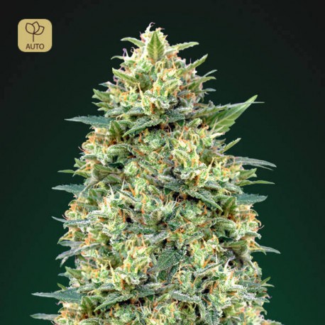 Auto White Widow · 00 Seeds