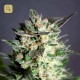 Diesel Glue · Kannabia