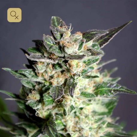 Diesel Glue · Kannabia