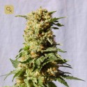La Blanca
