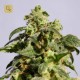 Skunk+ · Kannabia