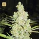 1024 · Medical Seeds