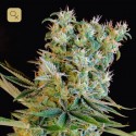 Amnesia Bilbo