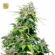 California Índica · Sensi Seeds