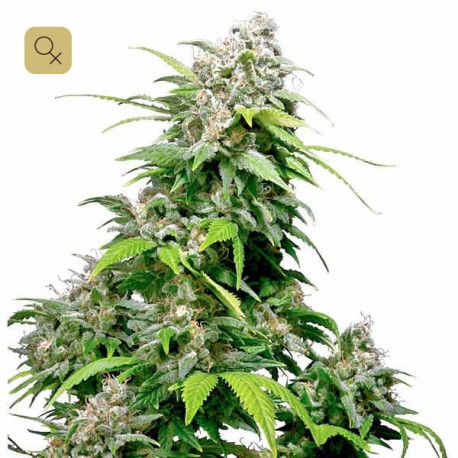 California Índica · Sensi Seeds