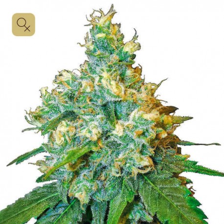 Jack Herer · Sensi Seeds