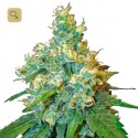 Jack Herer