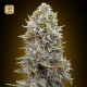Auto Cheese Berry · 00 Seeds